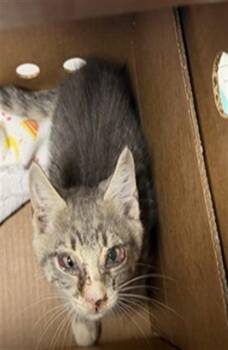 MICROBE -  Domestic Medium Hair Cat for Adoption in Jacksonville, Florida - MICROBE | PetCurious