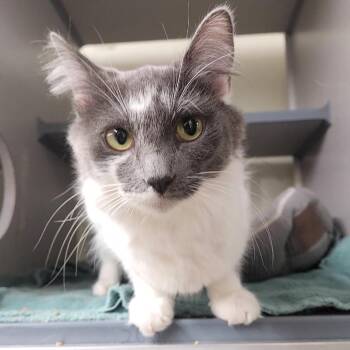 Jupiter -  Domestic Medium Hair Cat for Adoption in Colorado Springs, Colorado - Jupiter | PetCurious