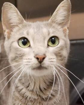Gianna -  Domestic Short Hair Cat for Adoption in Fishers, Indiana - Gianna | PetCurious