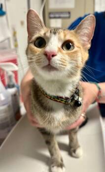 Azalea -  Domestic Short Hair Cat for Adoption in Trenton, New Jersey - Azalea | PetCurious