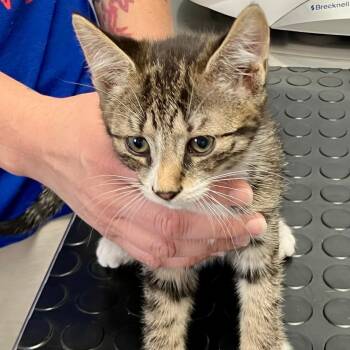 Pepper -  Domestic Short Hair Cat Available for Adoption in Gastonia, North Carolina - Pepper | PetCurious