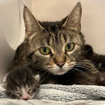 Migas -  Domestic Short Hair Cat for Adoption in Tucson, Arizona - Migas | PetCurious