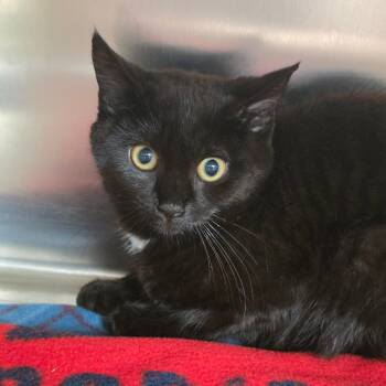 Conke -  Domestic Short Hair Cat for Adoption in Newark, New Jersey - Conke | PetCurious