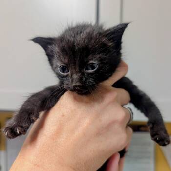 Onyx -  Domestic Short Hair Cat for Adoption in Huntsville, Arkansas - Onyx | PetCurious