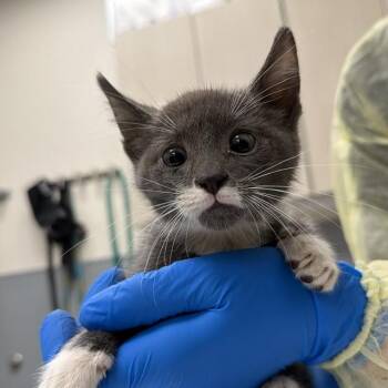 NEVILLE -  Domestic Short Hair Cat for Adoption in Las Vegas, Nevada - NEVILLE | PetCurious