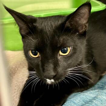 Robin -  Domestic Short Hair Cat for Adoption in Port Charlotte, Florida - Robin | PetCurious