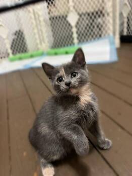 WYNONNA -  Domestic Short Hair Cat for Adoption in Louisville, Kentucky - WYNONNA | PetCurious