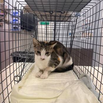 108618 -  Domestic Short Hair Cat for Adoption in Las Cruces, New Mexico - 108618 | PetCurious