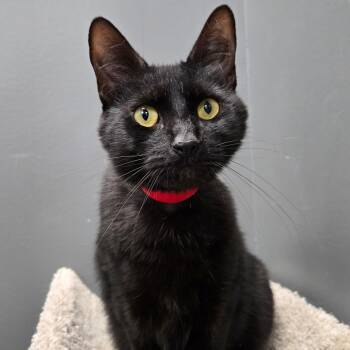 Rescue Domestic Short Hair Cats for Adoption in Buffalo, New York - Chiquita | PetCurious