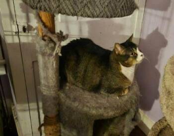 Domestic Short Hair Cats Available for Adoption - BB Beau | PetCurious