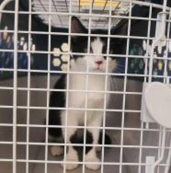 Domestic Short Hair Cats Available for Adoption in Kansas City, Missouri - Fergus | PetCurious
