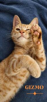 Gizmo -  Domestic Short Hair Cat for Adoption in Miami, Oklahoma - Gizmo | PetCurious