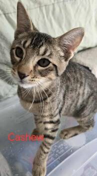 Rescue Domestic Short Hair Cats for Adoption in Greene, New York - Cashew | PetCurious