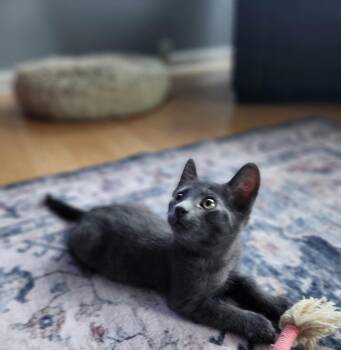 Domestic Short Hair Cats Available for Adoption in Rio Linda, California - Petrie | PetCurious