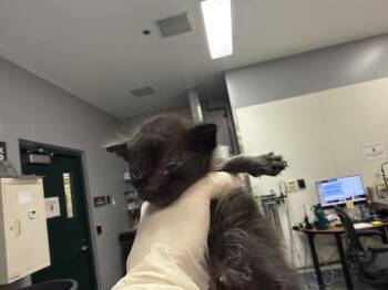 A1934274 -  Domestic Short Hair Cat for Adoption in Thousand Palms, California - A1934274 | PetCurious