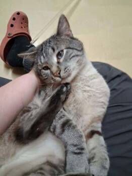 Domestic Short Hair Cats Available for Adoption in Scottsbluff, Nebraska - Cringle Pringle | PetCurious
