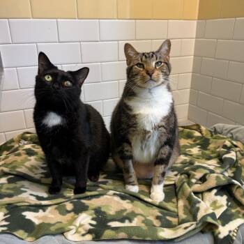 Domestic Short Hair Cats Available for Adoption in Pittsburgh, Pennsylvania - Hope And Tucker | PetCurious