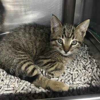 Domestic Short Hair Cats Available for Adoption in Yanceyville, North Carolina - Splinter 26-0373 | PetCurious