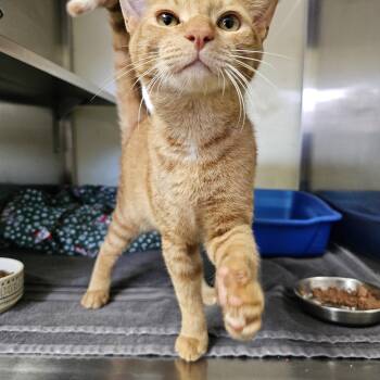 Rescue Domestic Short Hair Cats for Adoption in Margate, Florida - Blaze | PetCurious