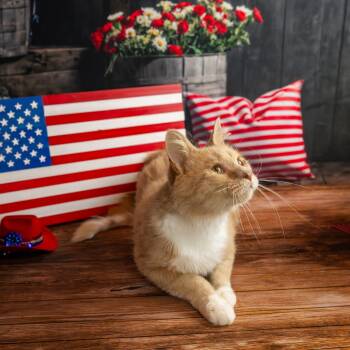 Romeo -  Domestic Short Hair Cat for Adoption in Lapeer, Michigan - Romeo | PetCurious