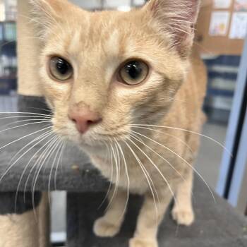 Dandelion -  Domestic Short Hair Cat for Adoption in Brockton, Massachusetts - Dandelion | PetCurious