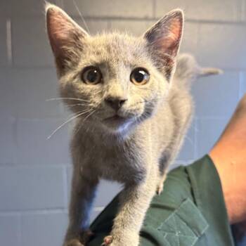 TUSC-Stray-85472 -  Domestic Short Hair Cat for Adoption in Tuscaloosa, Alabama - TUSC-Stray-85472 | PetCurious