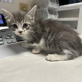 Kinlee -  Domestic Short Hair Cat for Adoption in San Antonio, Texas - Kinlee | PetCurious