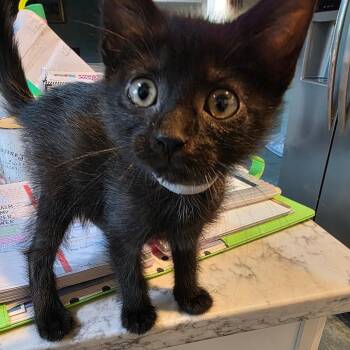 Cadel -  Domestic Short Hair Cat for Adoption in Normal, Illinois - Cadel | PetCurious