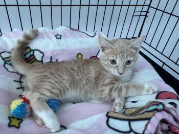 Kesari -  Domestic Short Hair Cat for Adoption in Seaford, New York - Kesari | PetCurious