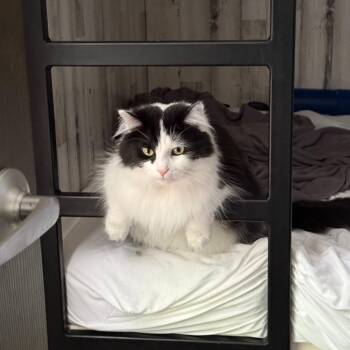 Domestic Long Hair Cats Available for Adoption in Chicago, Illinois - Finnegan | PetCurious
