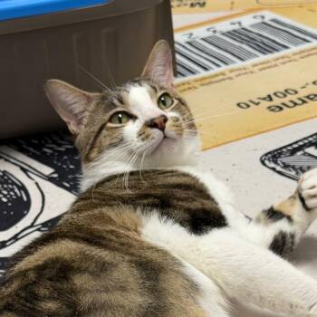 Tomfoolery -  Domestic Short Hair Cat for Adoption in Wichita, Kansas - Tomfoolery | PetCurious