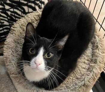 Dude -  Domestic Short Hair Cat for Adoption in Blasdell, New York - Dude | PetCurious