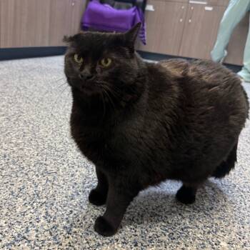 Rescue Domestic Short Hair Cats for Adoption in Great Falls, Montana - Ella | PetCurious