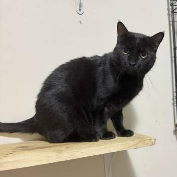 Spunky -  Domestic Short Hair Cat for Adoption in Long Beach, Mississippi - Spunky | PetCurious