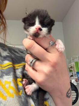 Iron -  Domestic Short Hair Cat for Adoption in Bolivar, Missouri - Iron | PetCurious