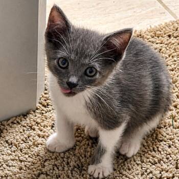 Lucille Ball -  Domestic Short Hair Cat for Adoption in Houston, Texas - Lucille Ball | PetCurious