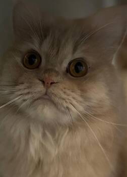 Lena -  Persian Cat for Adoption in Snow Hill, Maryland - Lena | PetCurious