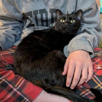 Rescue Domestic Short Hair Cats for Adoption in Eagle Mountain, Utah - Goblin Palmer | PetCurious