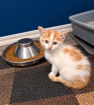 Paco -  Domestic Short Hair Cat for Adoption in Winnipeg, Manitoba - Paco | PetCurious
