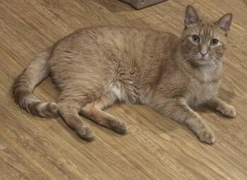 Rescue Domestic Short Hair Cats for Adoption in Philadelphia, Pennsylvania - Hugo | PetCurious