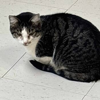 Rescue Domestic Short Hair Cats for Adoption in Midland, Texas - Rowdy | PetCurious