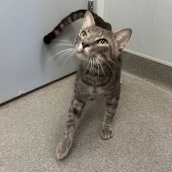 Rescue Domestic Short Hair Cats for Adoption in Jupiter, Florida - Kraken | PetCurious