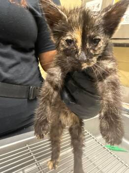 Domestic Short Hair Cats Available for Adoption in Douglasville, Georgia - Budda | PetCurious