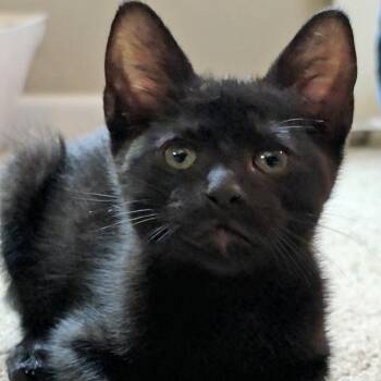 Harry -  Domestic Short Hair Cat for Adoption in Wichita, Kansas - Harry | PetCurious