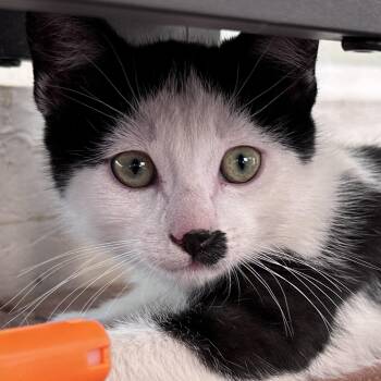 Skye -  Domestic Short Hair Cat for Adoption in Santa Fe, New Mexico - Skye | PetCurious