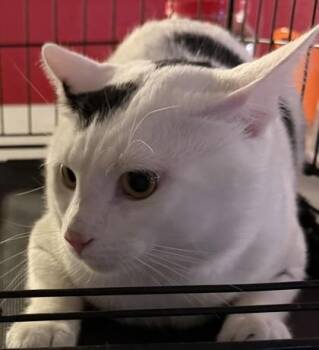 Domestic Short Hair Cats Available for Adoption in West Chester, Pennsylvania - Sirius | PetCurious