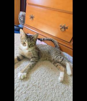 Rescue Domestic Short Hair Cats for Adoption in San Jose, California - Priscilla (Courtesy Post) | PetCurious