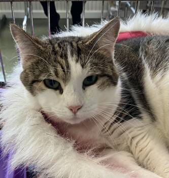 Boo boo -  Domestic Short Hair Cat for Adoption in Parma, Ohio - Boo Boo | PetCurious