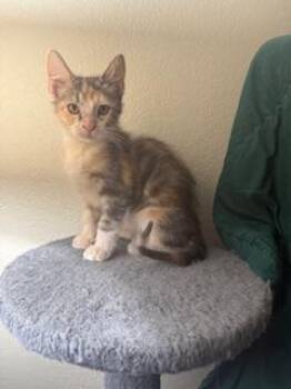 Rescue Dilute Calico Cats for Adoption in Parlier, California - Charlotte | PetCurious