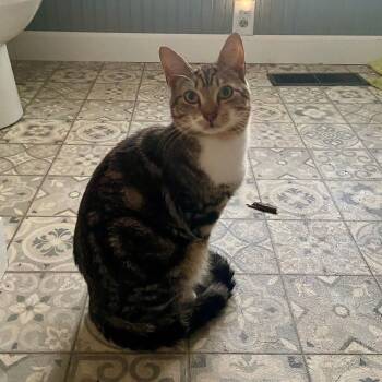 Rescue Domestic Short Hair Cats for Adoption in Little Mountain, South Carolina - Highway Man | PetCurious